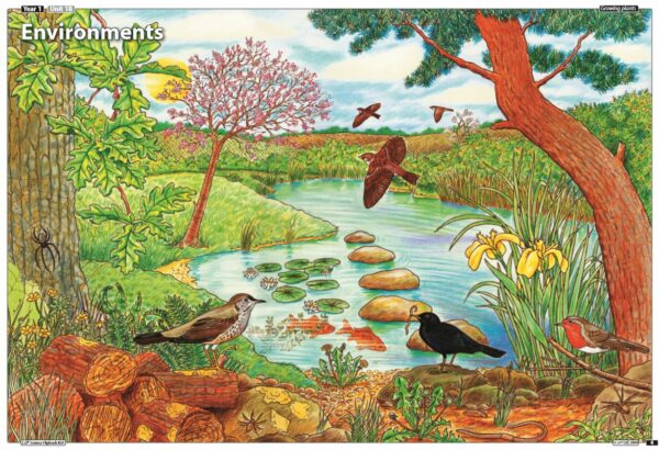 Year 1/2 Science- Growing Plants. 2 lessons with Resources - Image 3