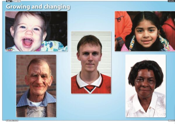 Year 1/2 Science- Ourselves. Growing and Changing. 2 lessons with plans and resources - Image 2