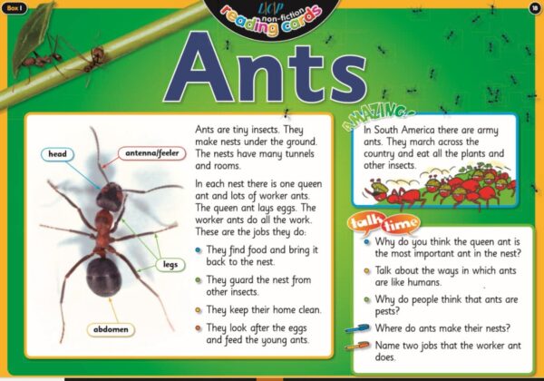 Year 1: Non-Fiction Text, Ants, Text and Activities